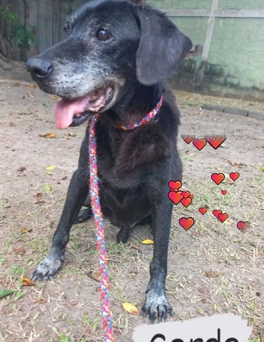 a dog with a leash tied to a leash