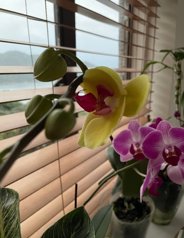 orchid in front of the window
