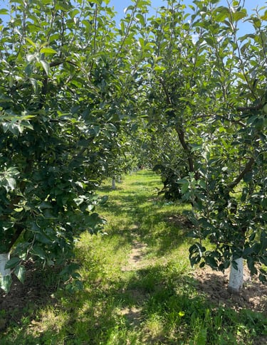 a row of trees with green leaves and a blue sky