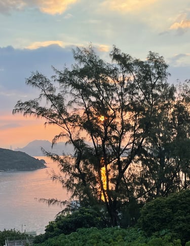 a large tree with a sunset in the background