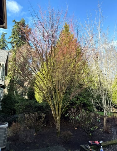 Tree pruning in Woodinville, WA
