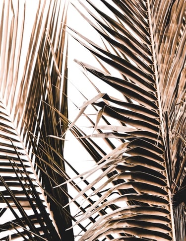 many dry palm leaves