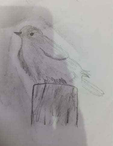 bird sketch