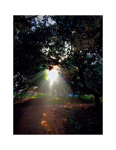 surise between nature