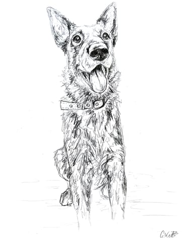 Black and white pencil sketch happy German Shepherd dog sitting and smiling with its tongue out.