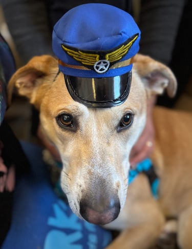 Dog wearing a pilot hat on a Bark Air flight traveling from the United States to Europe