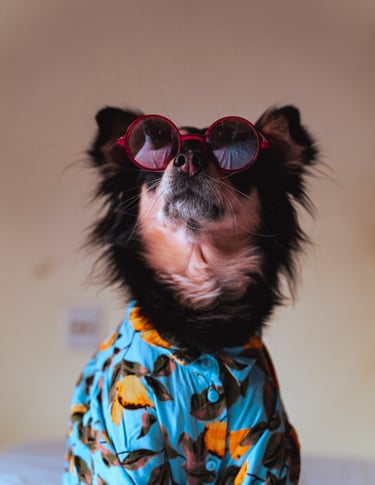 Perro negro de pelo largo con gafas de sol redondas rojas y una camisa azul con estampado tropical