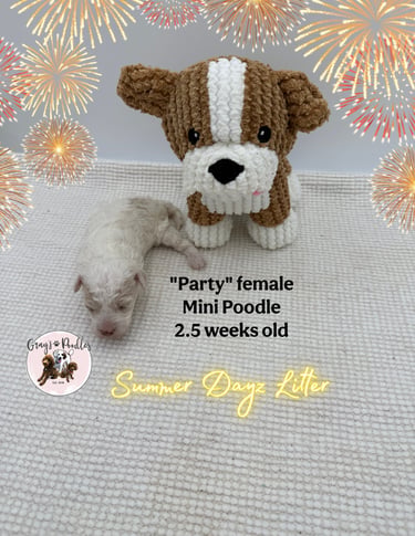 toy poodle puppy