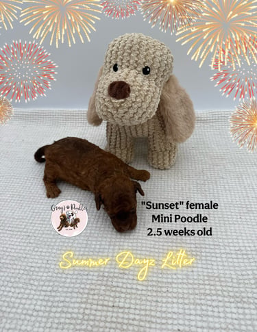 toy poodle puppy