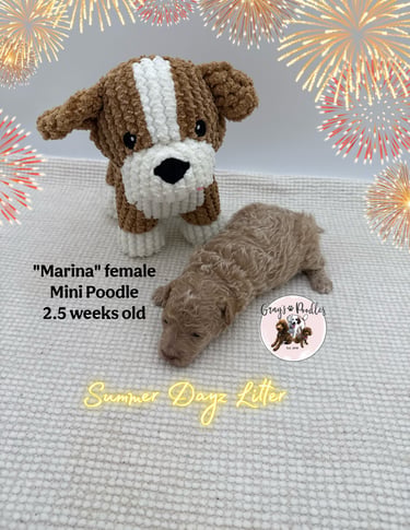 toy poodle puppy