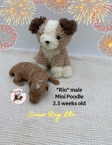 toy poodle puppy