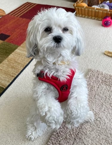 White Mal-Shi Puppy standing on hind legs in Texas.