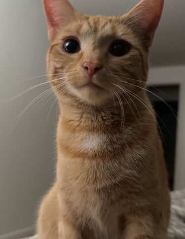 Orange Cat Looking into Camera 