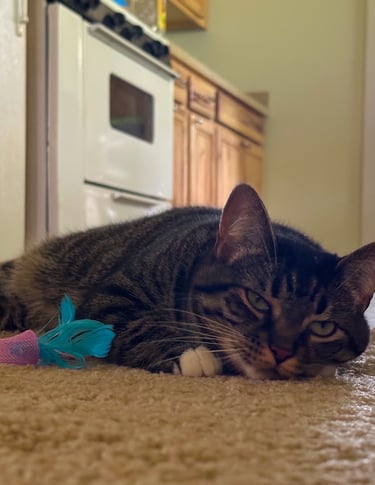 Cat Laying on Ground