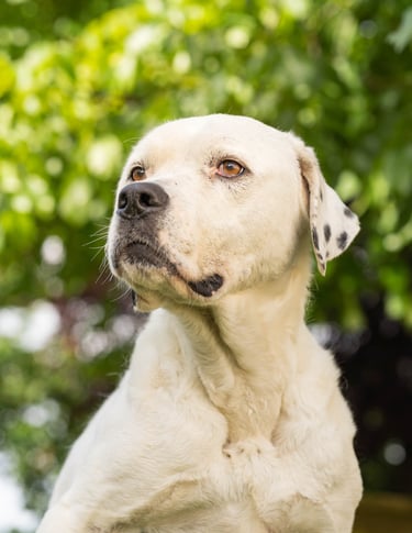 a dog sitting on a wooden fence post