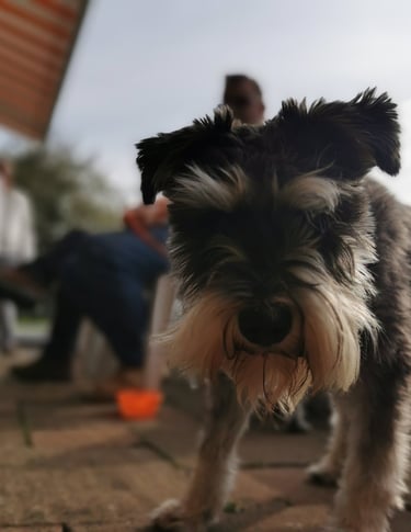 Woof Feedback is important to us