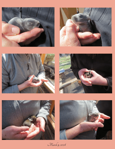 Pictures of Sunny and Parsley's First Litter