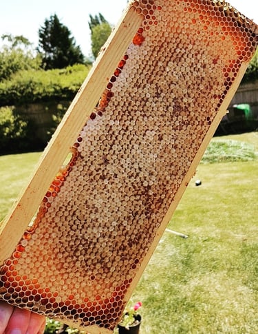 a frame of honey in the sun