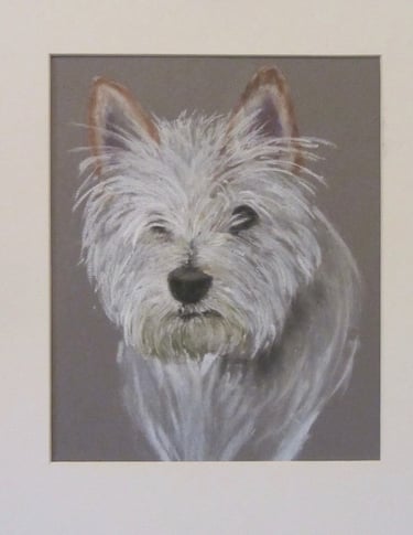 Commissioned portrait of Westie dog, taken from owner's photograph, drawn in soft pastel