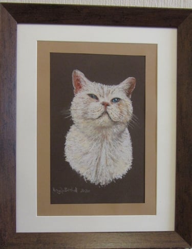 Commissioned portrait of cream, English shorthair cat, taken from owner's photograph, drawn in soft pastel
