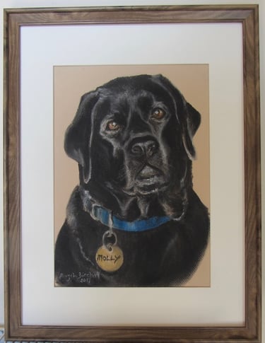 Commissioned portrait of black Labrador dog, taken from owner's photograph, drawn in soft pastel
