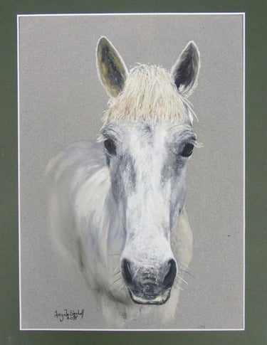 Commissioned portrait of grey pony, taken from owner's photograph, drawn in soft pastel