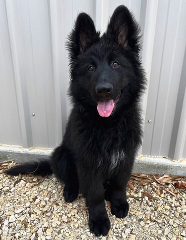German Shepherd Puppies for Sale