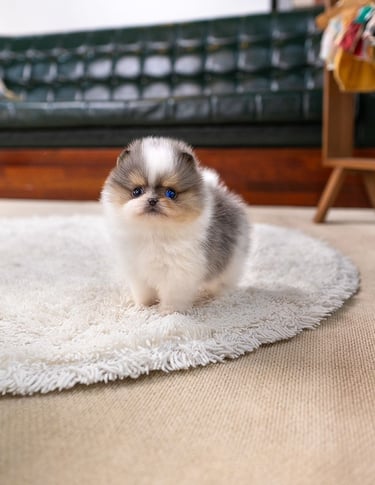 Teacup Pomeranian Puppies for Sale 
