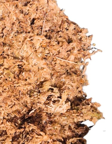 Sphagnum moss for indoor plants showing moisture-retaining texture used for propagation