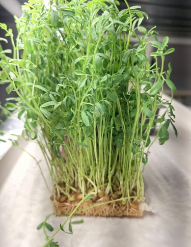 Fresh green lentil sprouts growing from seeds and roots in a compact microgreen tray.