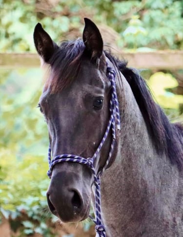 americain stallion quarter horse etalon blue roan