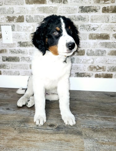 Unfurnished Tri-Color Bernedoodle
