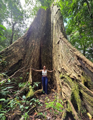 Shihuahuaco Baum  Amazonas