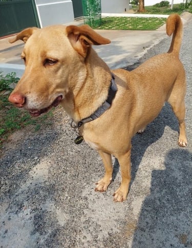 Dog Messi wearing Purr Pet Tag