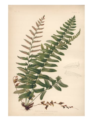 botanical print of christmas fern, polystichum acrostichoides