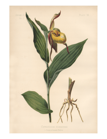 botanical print of large yellow lady's-slipper, Cypripedium parviflorum var. pubescnes