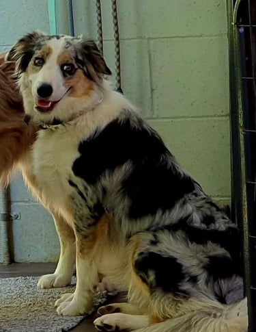 tri blue merle border collie pup