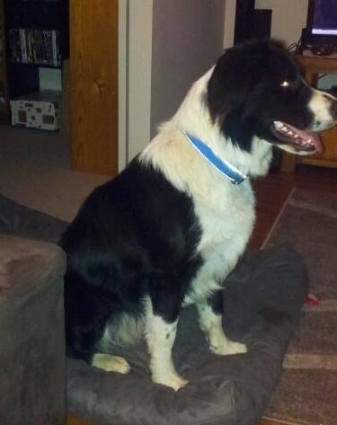Black and White Border Collie 