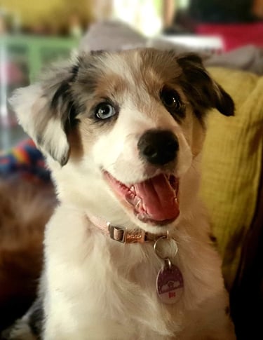 Tri Blue Merle Puppy Border Collie 