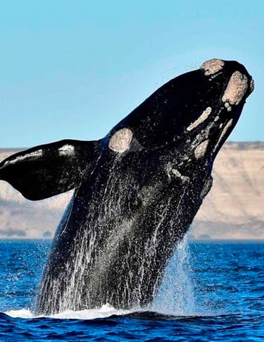Ballena Franca Austral, Peninsula Valdes