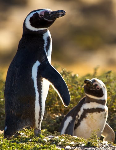 Pinguinos de Magallanes