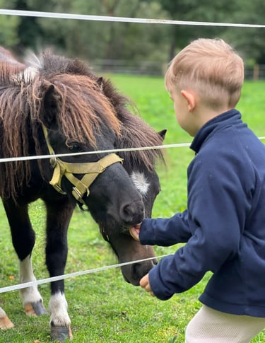 Vaikas maitina ponį Ugdymosi erdvėje ,,Ąžuolynas":