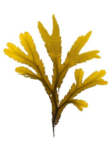 Fucus serratus