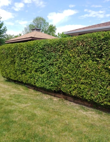 section-image-two