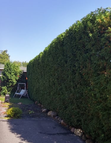 section-image-three