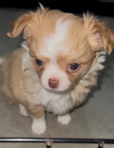 Cream white long coat AKC Chihuahua puppy from Louisiana breeder Guys Cajun Paws