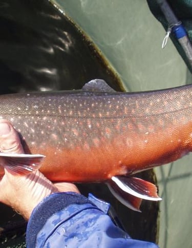 Arctic char
