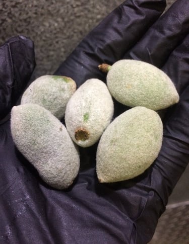 Green Almond!