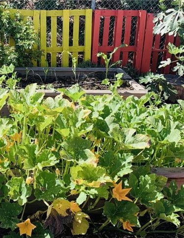 Vegetables growing in raised beds with brightly colored red and yellow fence behind them