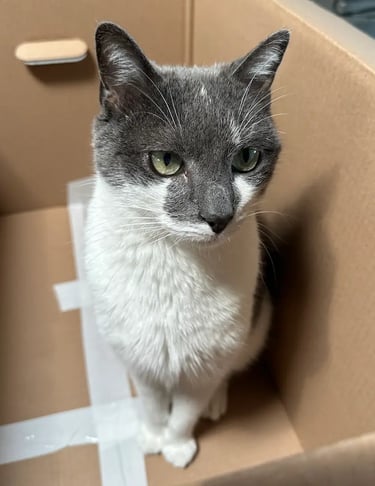Chat gris et blanc installé dans un carton pendant une garde à domicile – KittySitter Marrakech